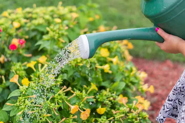  Water Plants Wisely