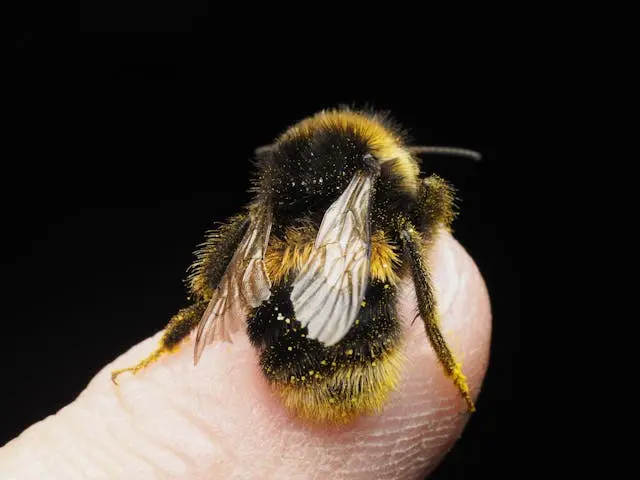Why Bees Matter and Butterflies Are Disappearing — How to Raise a Child Who Cares About Wildlife